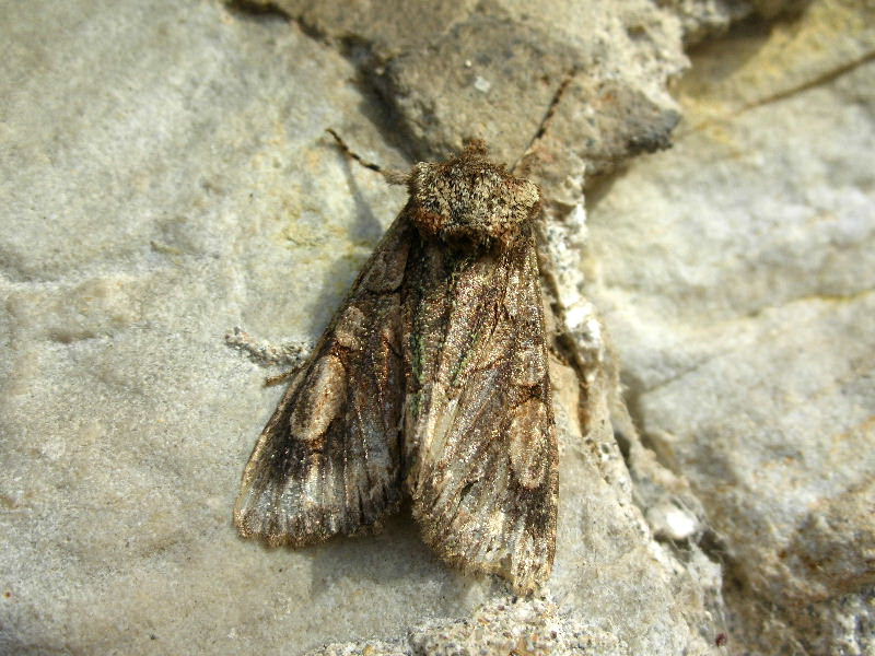 da identificare XIII - Allophyes oxyacanthae
